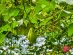 SUPERADRIANME – ZENXIN ORGANIC FARM TOUR – July 2026 -081041 #image_title