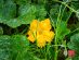 SUPERADRIANME – ZENXIN ORGANIC FARM TOUR – July 2026 -081114 #image_title
