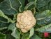 SUPERADRIANME – ZENXIN ORGANIC FARM TOUR – July 2026 -081805 #image_title