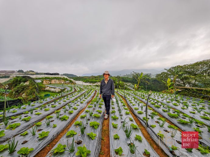 SUPERADRIANME - ZENXIN ORGANIC FARM TOUR - July 2026 -082603 | SUPERADRIANME.com ZENXIN Executive Director Tai Seng Yee at one of the Cameron Highlands farms in July 2026
