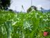 SUPERADRIANME – ZENXIN ORGANIC FARM TOUR – July 2026 -133241 #image_title