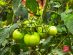 SUPERADRIANME – ZENXIN ORGANIC FARM TOUR – July 2026 -141521 #image_title