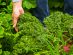 SUPERADRIANME – ZENXIN ORGANIC FARM TOUR – July 2026 -142602 #image_title