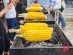 SUPERADRIANME – ZENXIN ORGANIC FARM TOUR – July 2026 -151739 #image_title