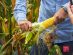 SUPERADRIANME – ZENXIN ORGANIC FARM TOUR – July 2026 -155916 #image_title