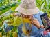 SUPERADRIANME – ZENXIN ORGANIC FARM TOUR – July 2026 -155925 #image_title