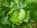 SUPERADRIANME – ZENXIN ORGANIC FARM TOUR – July 2026 -160609 #image_title