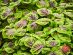SUPERADRIANME – ZENXIN ORGANIC FARM TOUR – July 2026 -180343 #image_title