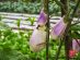 SUPERADRIANME – ZENXIN ORGANIC FARM TOUR – July 2026 -180533 #image_title