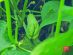 SUPERADRIANME – ZENXIN ORGANIC FARM TOUR – July 2026 -180827 #image_title