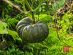 SUPERADRIANME – ZENXIN ORGANIC FARM TOUR – July 2026 -181935 #image_title