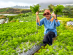 Harvesting Carrots in Cameron Highland at Zenxin Organic’s partner farm in July 2026 Harvesting Carrots in Cameron Highland at Zenxin Organic's partner farm in July 2026