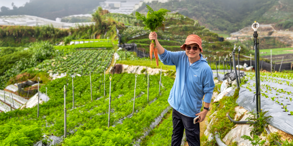 Harvesting Carrots in Cameron Highland at Zenxin Organic's partner farm in July 2026 | SUPERADRIANME.com Harvesting Carrots in Cameron Highland at Zenxin Organic's partner farm in July 2026