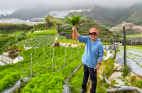 Harvesting Carrots in Cameron Highland at Zenxin Organic's partner farm in July 2026