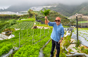 Harvesting Carrots in Cameron Highland at Zenxin Organic's partner farm in July 2026