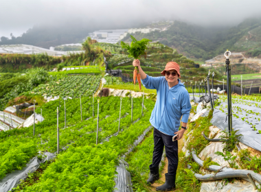 Harvesting Carrots in Cameron Highland at Zenxin Organic's partner farm in July 2026