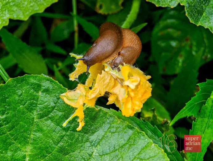SUPERADRIANME - Zenxin Organic Farm - Cameron Highlands Tour-081135 | SUPERADRIANME.com Slug in a farm in Cameron Highlands eating plant