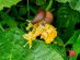 SUPERADRIANME – Zenxin Organic Farm – Cameron Highlands Tour-081135 Slug in a farm in Cameron Highlands eating plant (SUPERADRIANME photo)