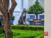 SUPERADRIANME – JW Marriott Phu Quoc Emerald Bay – July 2026 -182236 Phu Quoc Ridgeback dog mascott guarding JW Marriott Phu Quoc Emerald Bay
